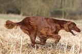 SETTER IRLANDAIS 361